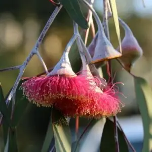 Eucalyptus caesia subsp. magna