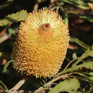 Golden Stalk Banksia