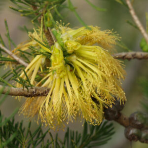 One-sided Bottlebrush Yellow