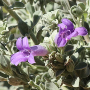 Desert Pride Eremophila