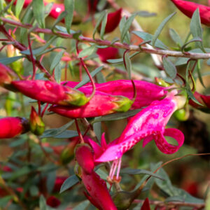 Spotted Emu Bush 'Wendy'