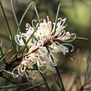 Silky Hakea