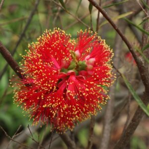 Scarlet Honey Myrtle
