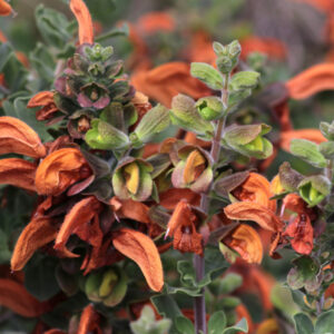 Beach/Brown Salvia