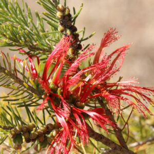 One-sided Bottlebrush