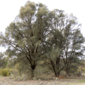 Allocasuarina luehmannii