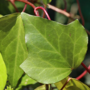 Hedera helix (Green Form)