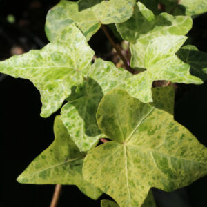 Hedera helix var. variegata
