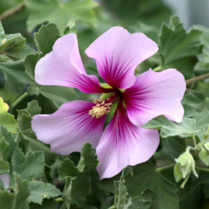 Lavatera maritima