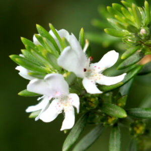 Westringia fruticosa