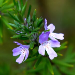 Westringia hybrid ‘Bluey'