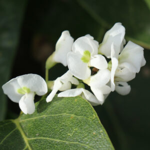 Hardenbergia violacea ‘Alba’