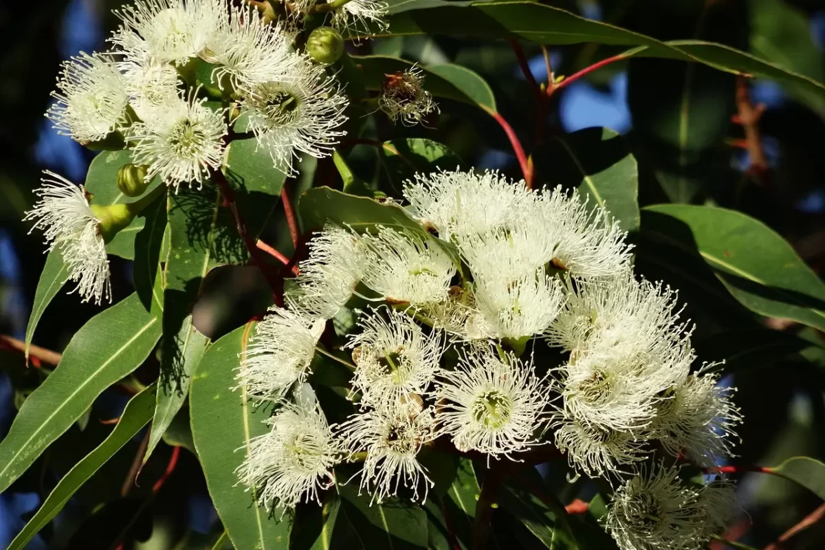 eucalyptus-flower-777903_1280